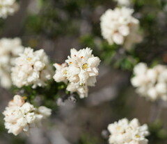 Cryptandra tomentosa