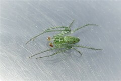 Araneus talipedatus