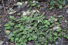 Dendrohypopterygium filiculiforme