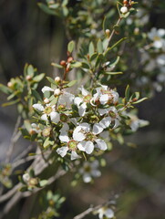 Leptospermum coriaceum