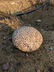 Calvatia cyathiformis