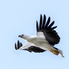 Haliaeetus leucogaster