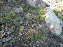 Raillardella scaposa