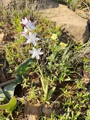 Hesperantha cucullata