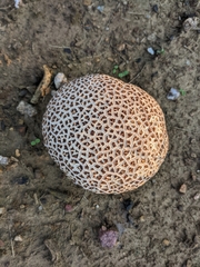 Calvatia cyathiformis