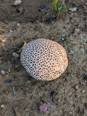 Calvatia cyathiformis