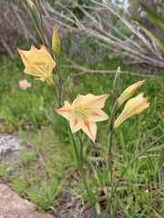 Gladiolus