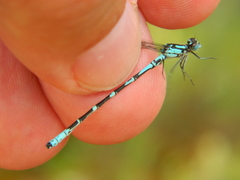 Coenagrion interrogatum