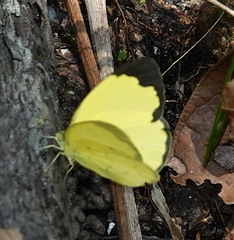 Eurema andersoni