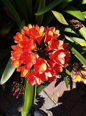 Clivia