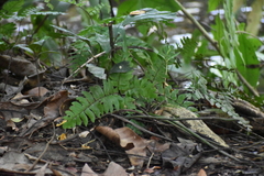 Adiantum latifolium