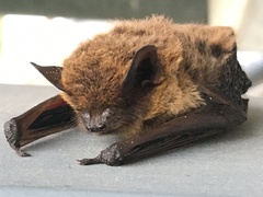 Pipistrellus