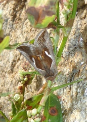Macdunnoughia confusa