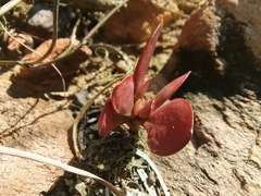 Crassula atropurpurea