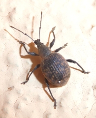 Otiorhynchus armadillo