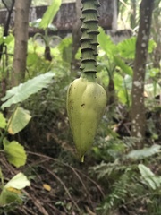 Musa itinerans kavalanensis
