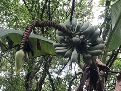 Musa itinerans kavalanensis