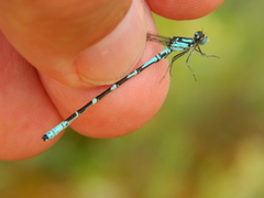 Coenagrion interrogatum