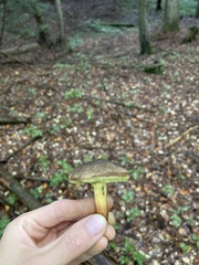 Xerocomellus chrysenteron