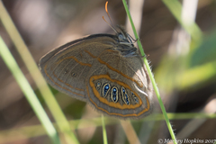 Neonympha areolatus
