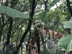 Musa itinerans kavalanensis