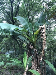 Musa itinerans kavalanensis
