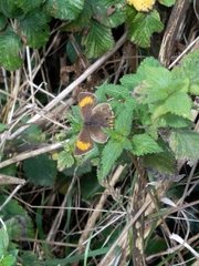 Thecla betulae