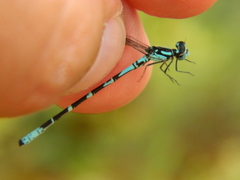 Coenagrion interrogatum