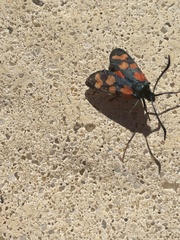 Zygaena