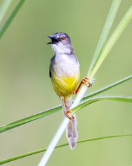 Prinia flaviventris