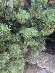 Pinus mugo