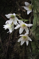 Clematis paniculata
