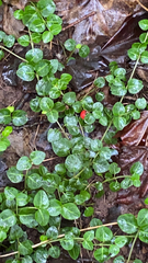 Mitchella repens
