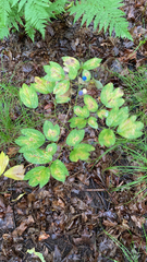 Caulophyllum thalictroides