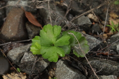 Ranunculus fallax