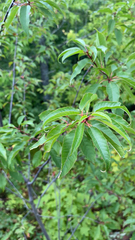 Prunus pensylvanica