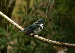 Chloroceryle amazona