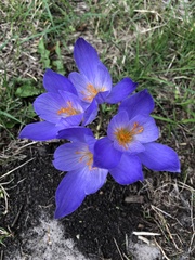 Crocus speciosus