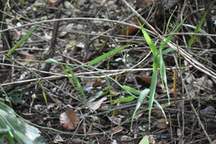 Flagellaria