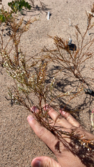 Polygonella articulata
