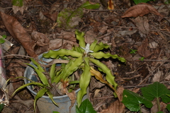 Cryptanthus acaulis