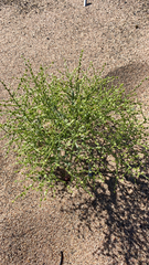 Cycloloma atriplicifolium