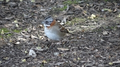 Zonotrichia capensis