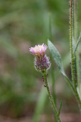 Erigeron acris