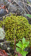 Hedwigia ciliata