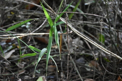 Flagellaria