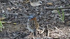 Zonotrichia capensis