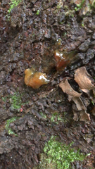 Myxarium nucleatum