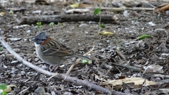 Zonotrichia capensis