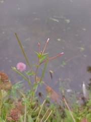 Epilobium palustre
